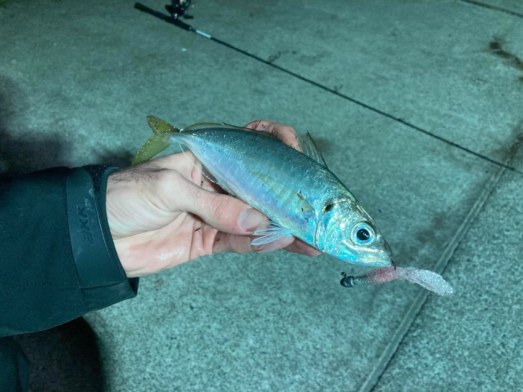 How to Use Yakka for Bait: Live, Fillet and Butterfly Rigs