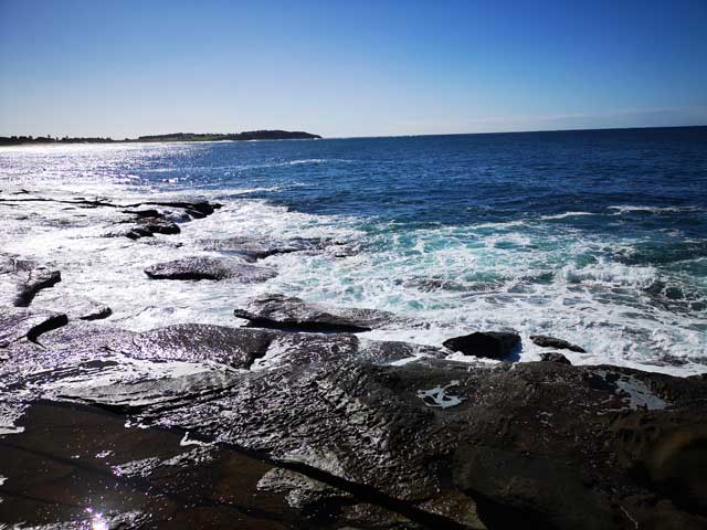 Drummer Black Rockfish