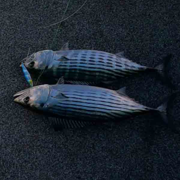 Rock Fishing