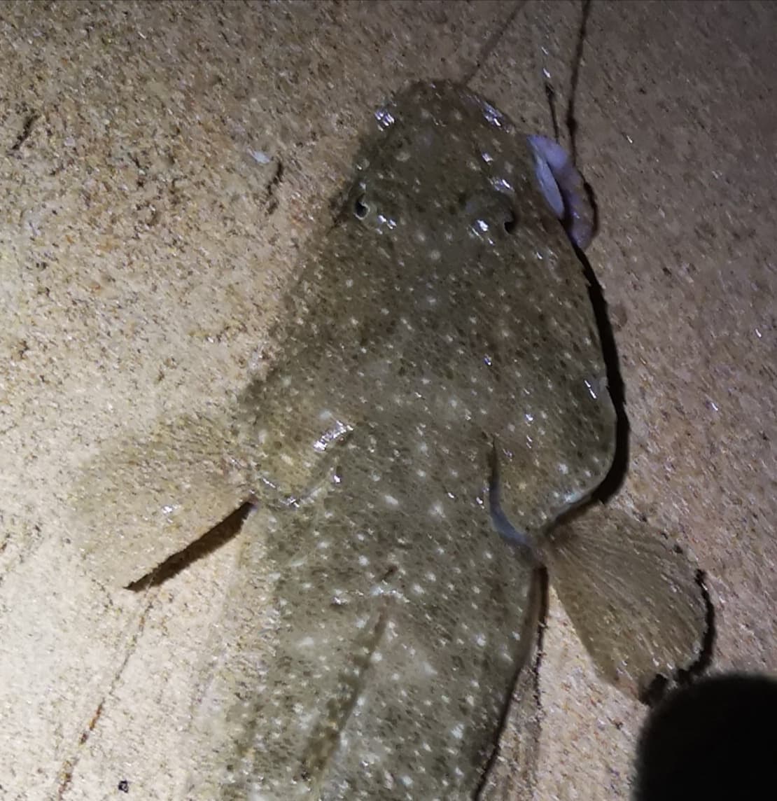 Winter Flathead Fishing the Shallows to Catch More and Bigger Fish