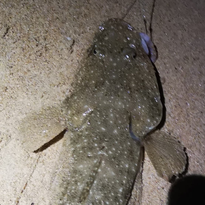 Winter Flathead Fishing the Shallows to Catch More and Bigger Fish