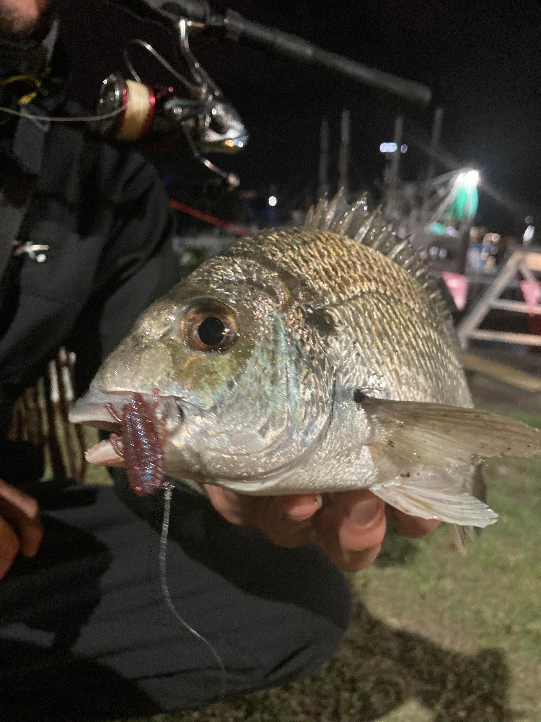 Winter Bream Fishing in Australia: Cooler and Slower Saves the Day