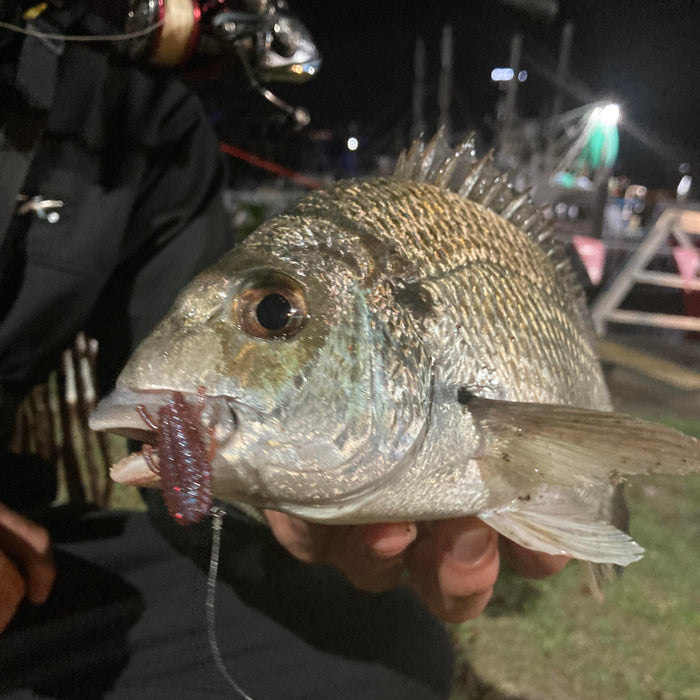 Winter Bream Fishing in Australia: Cooler and Slower Saves the Day