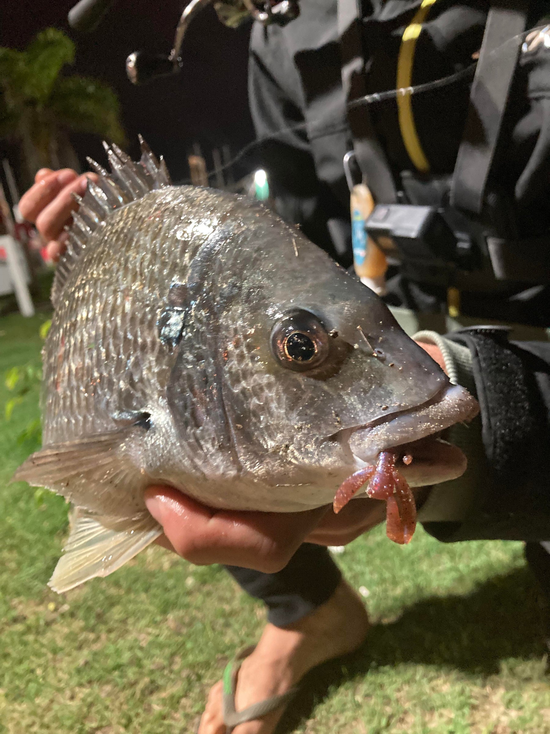 Mastering Bream Fishing: A Comprehensive Guide to Saltwater Lakes