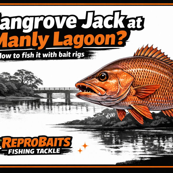 Mangrove Jack at Manly Lagoon? Here’s How It Can Happen — And How to Fish It Properly