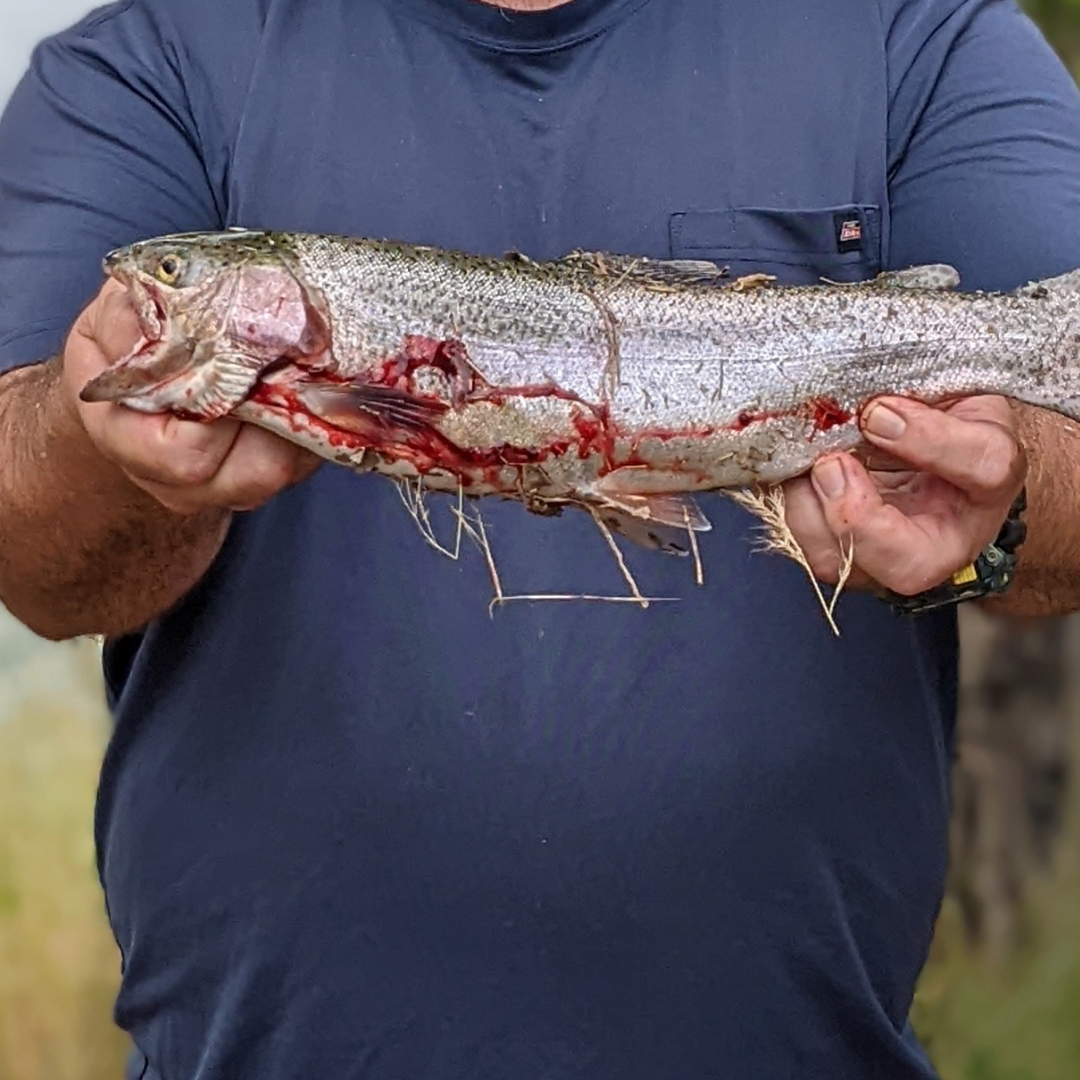 Trout Fishing in Australia: A Comprehensive Guide