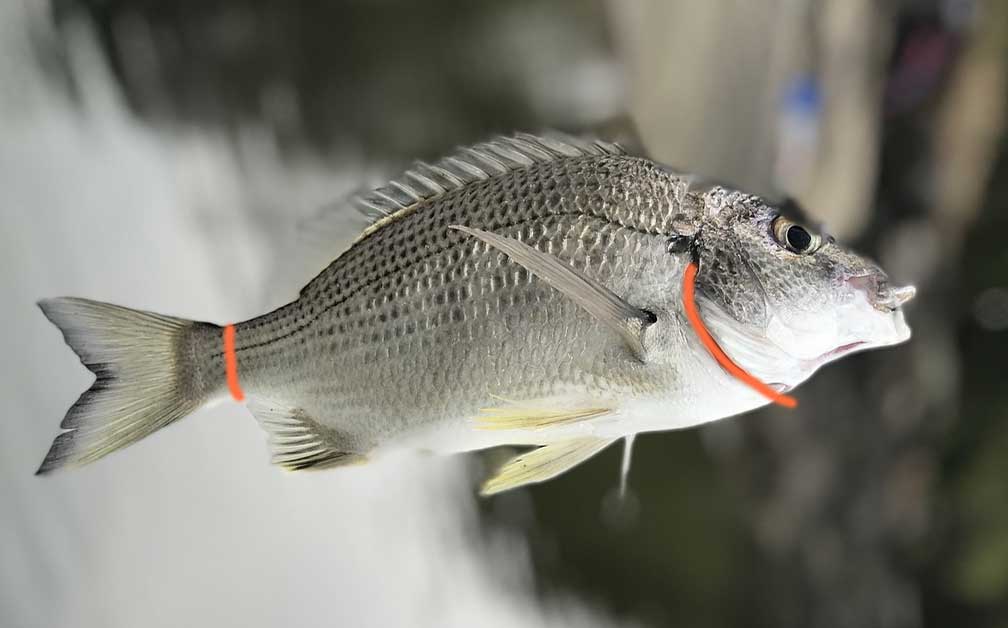 Brain Spiking or Ikejime Can Produce Better Tasting Fish and Higher Qu ...