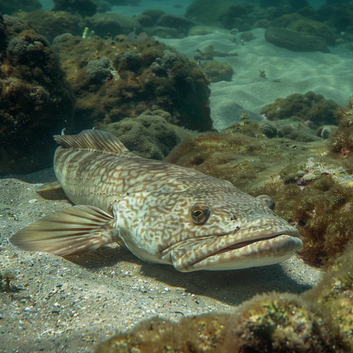 Young anglers fishing for flathead at an Australian estuary using specialized lures.