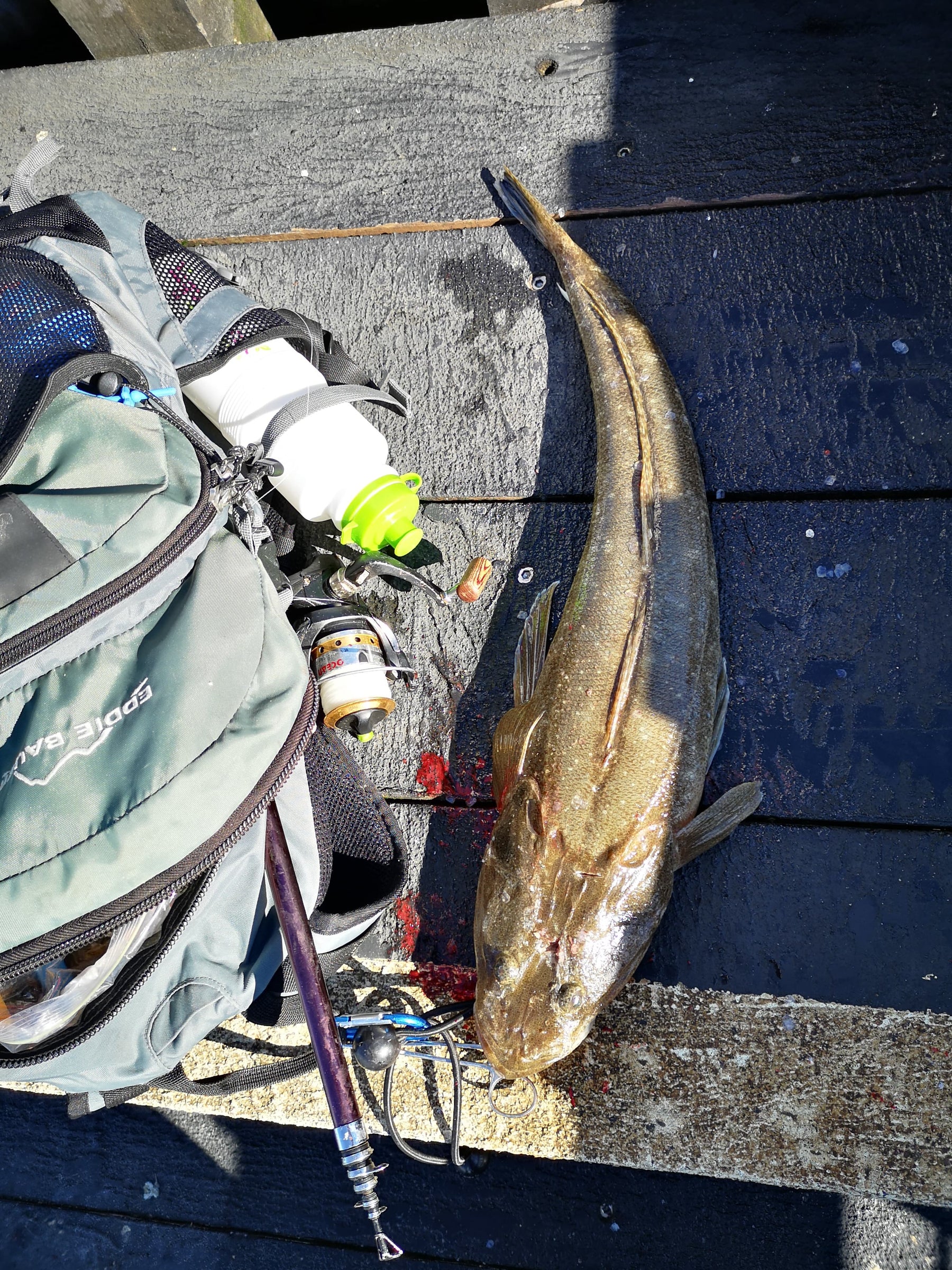 Float Fishing Sandy Shallows Drifting Whitebait Pulls in Flathead Too