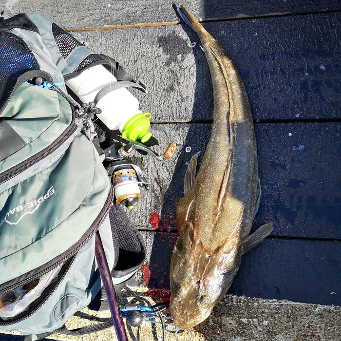 Float Fishing Sandy Shallows Drifting Whitebait Pulls in Flathead Too