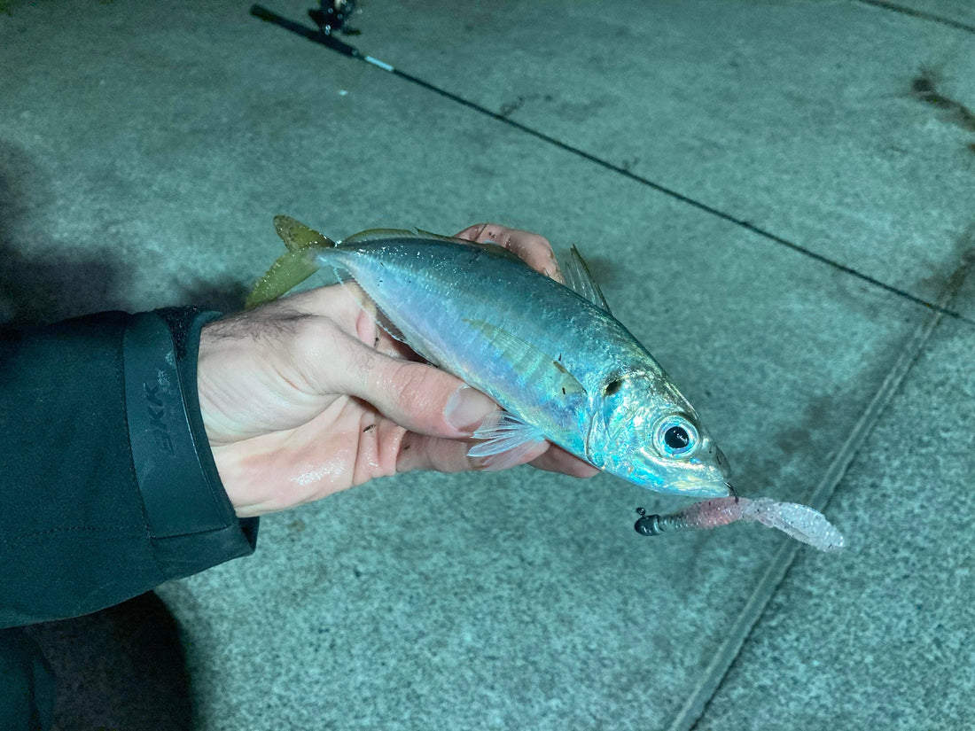 Shore Fishing for Yakkas – Easy Tips and Bait for Yellowtail Scad