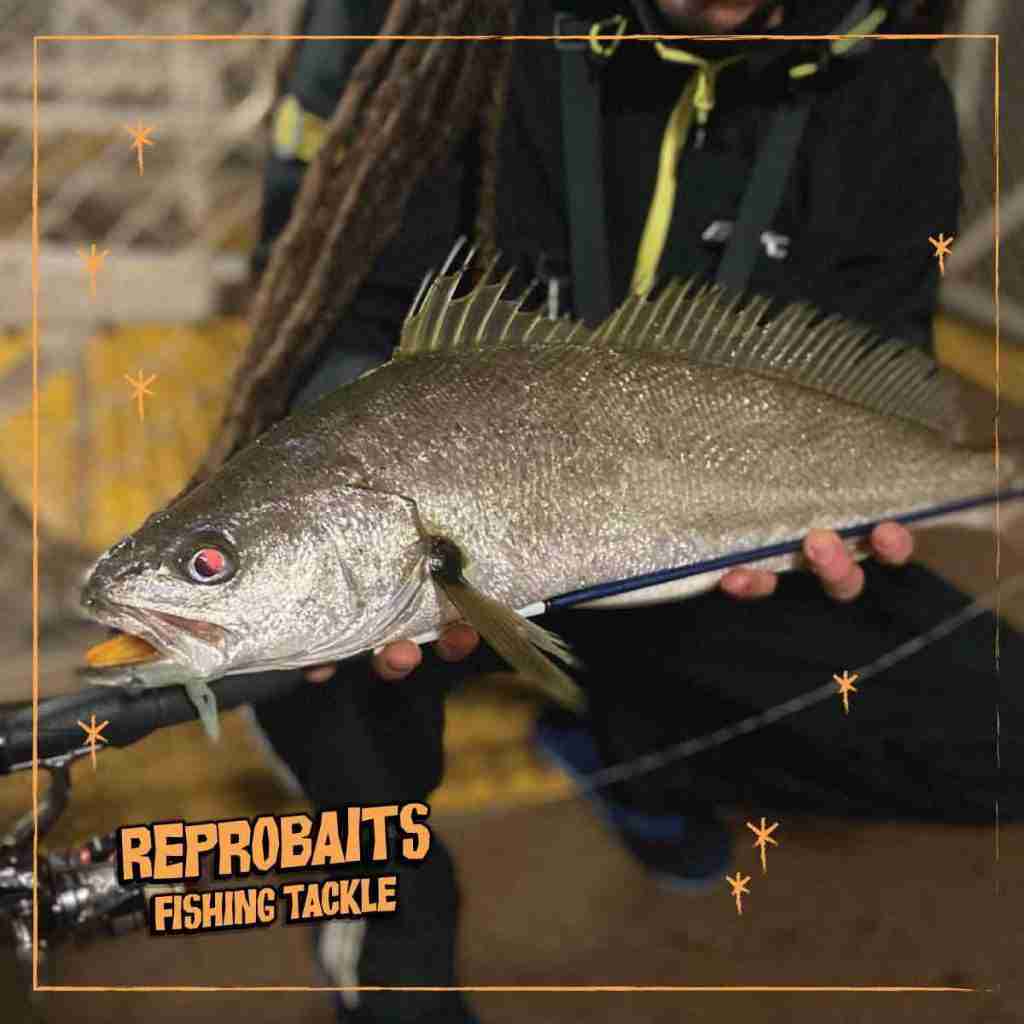 Mulloway
