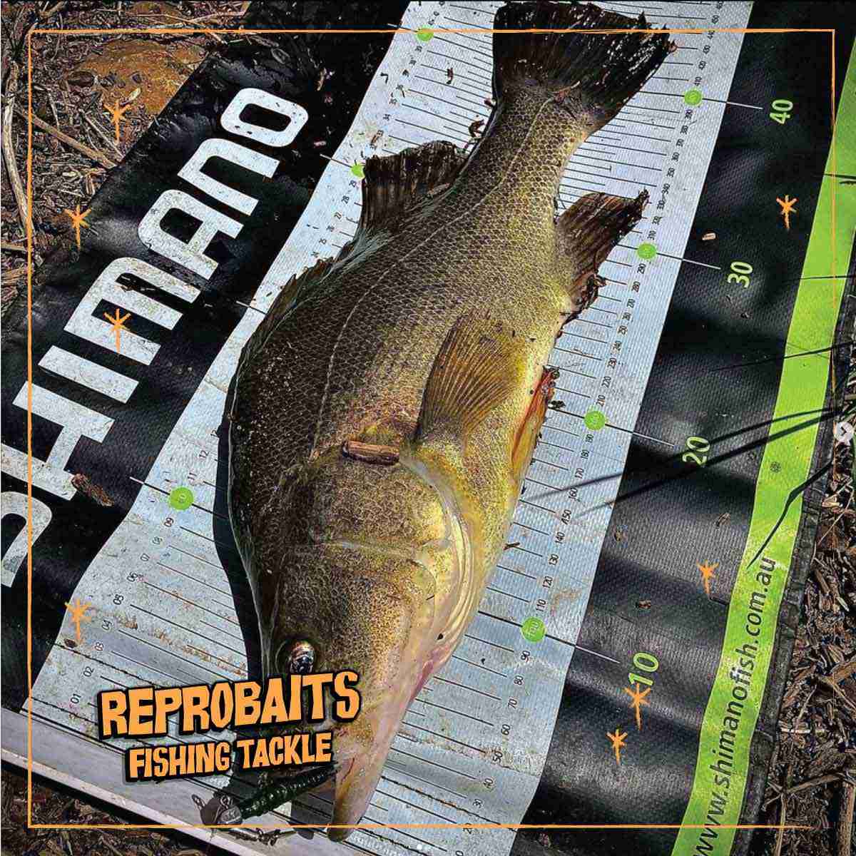 Golden Perch
