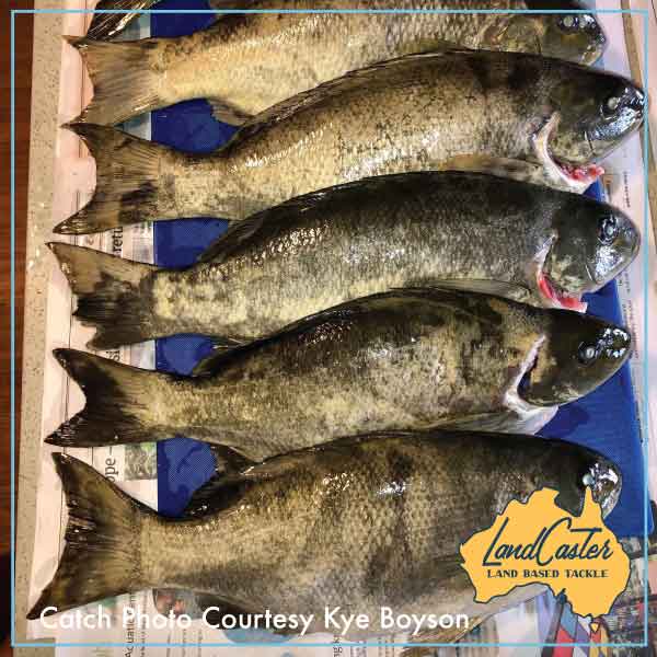 Feed of Luderick caught on the Luderick Estuary hooks. Photo courtesy Kye Boyson.